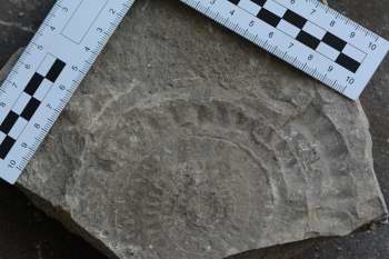 Ammonite fossil - 1