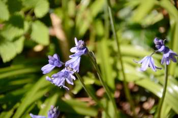 Bluebells beside cycle path