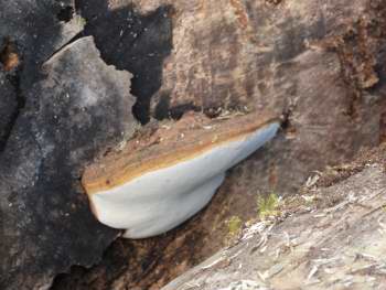 Flat-topped fungus, brown on top and white below, on a wooden background.