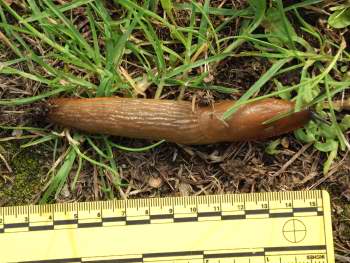 Large slug