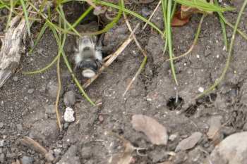 hairy grey insect on soil with grass stems