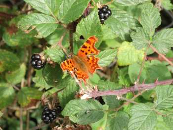 orange coloured butterfly on bramble bush