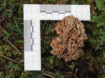 Close-up of a grey-brown fungus with an open structure akin to that of a brain on a grassy path.