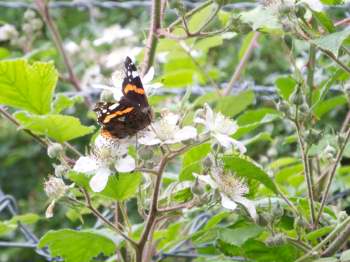 A black-winged butterfly with white and red markings feeds from a white flower.