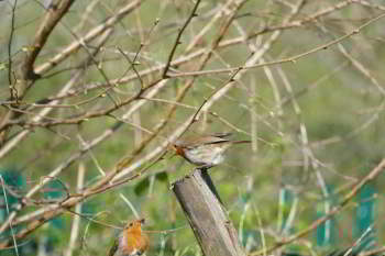 Two robins against a background of branches.